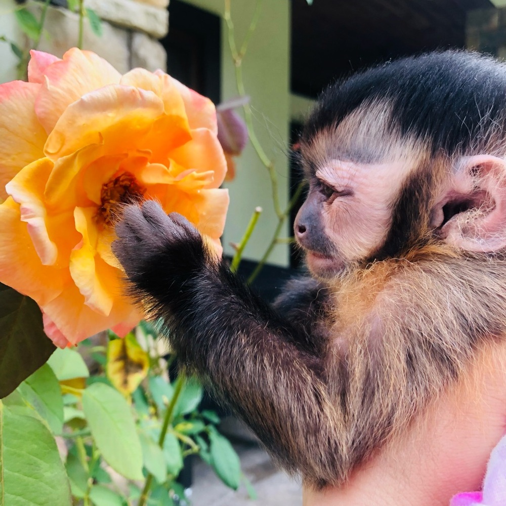 Monkeymom73 is live!!! Like this listing to get notified ☀️🐵☀️🐵 - Picture 11 of 13